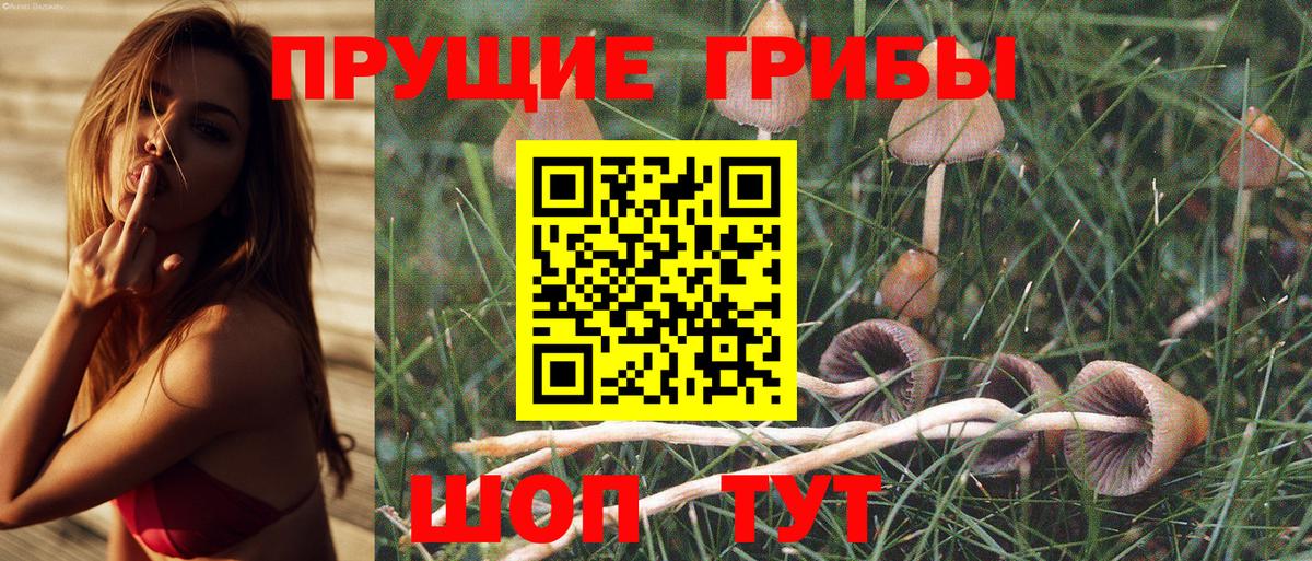 Псилоцибиновые грибы Psilocybine cubensis Новоалександровск